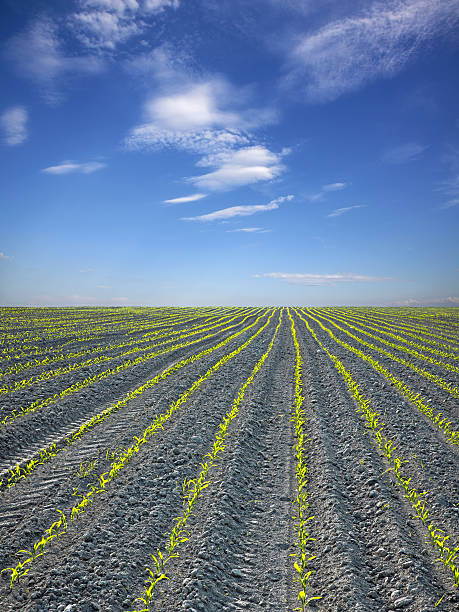 istock field of maize and sky in spring 178026199