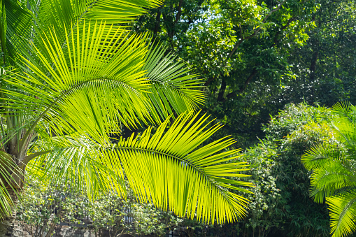 Close up palm tree in Thailand