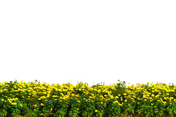 Campo de flores de margarita amarillo aislado sobre fondo blanco - foto de stock