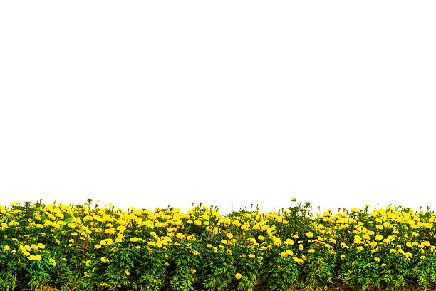 黄色のデイジーの花のフィールドを白背景 ストックフォト