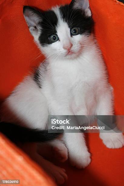 Cachorrinho Com Um Gato - Fotografias de stock e mais imagens de Animal - Animal, Cachorrinho, Caixa