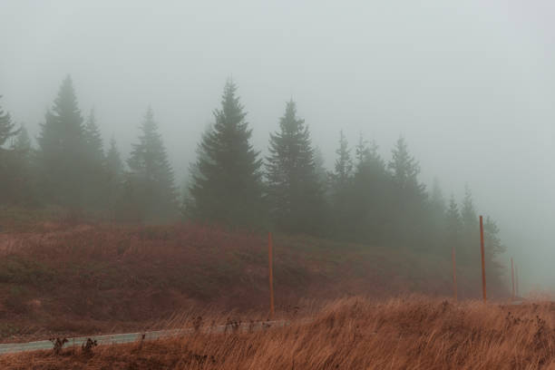 Pine trees in the mist while the wind blows.