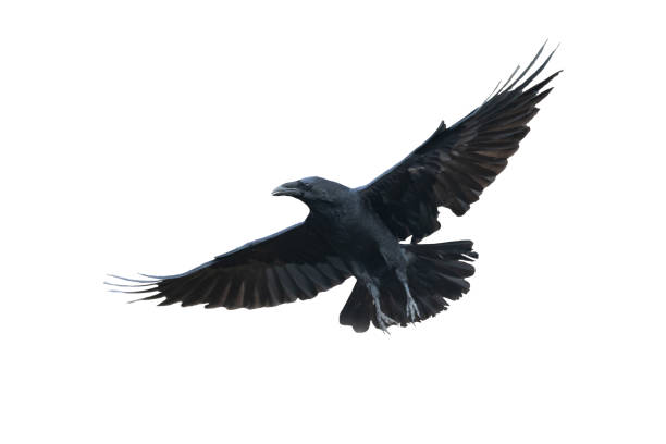 istock Birds flying raven isolated on white background Corvus corax. Halloween 1780271626