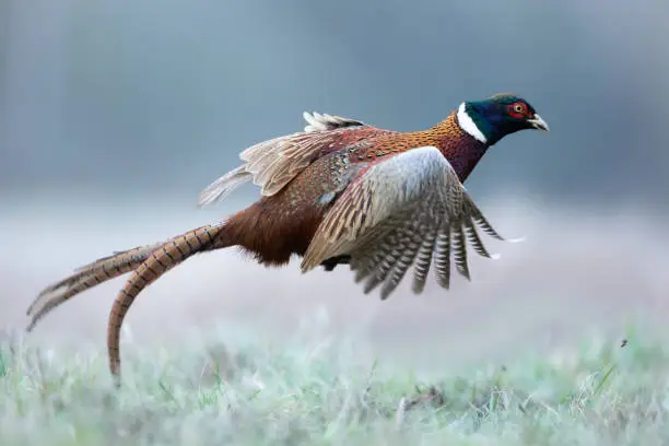 Photo of Flying bird - Common pheasant Phasianus colchius Ring-necked pheasant, autumn time wildlife Poland Europe