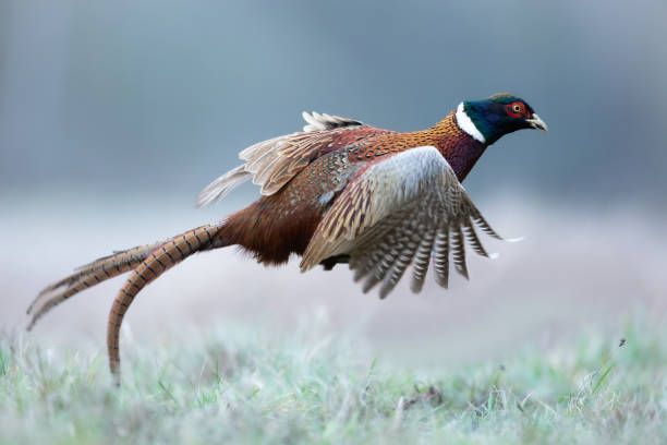 pássaro voador - faisão comum phasianus colchius faisão de pescoço anel, vida selvagem do outono polónia europa - pheasant hunting fotos - fotografias e filmes do acervo