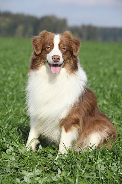 istock Beautiful australian shepherd sitting in nature 178027233