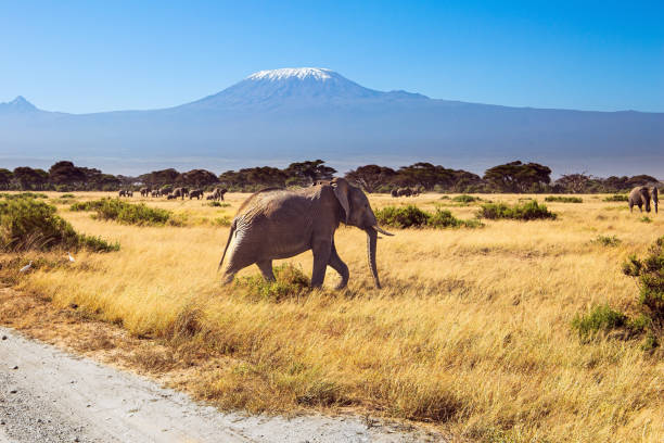 The famous African park Amboseli. Savannah with dry grass. The highest mountain in Africa, Kilimanjaro. Lonely elephant grazes in the savannah.