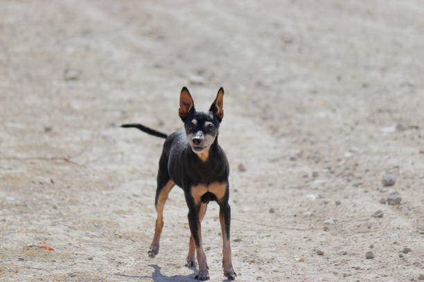 istock Prague Ratter outdoors 1780277613