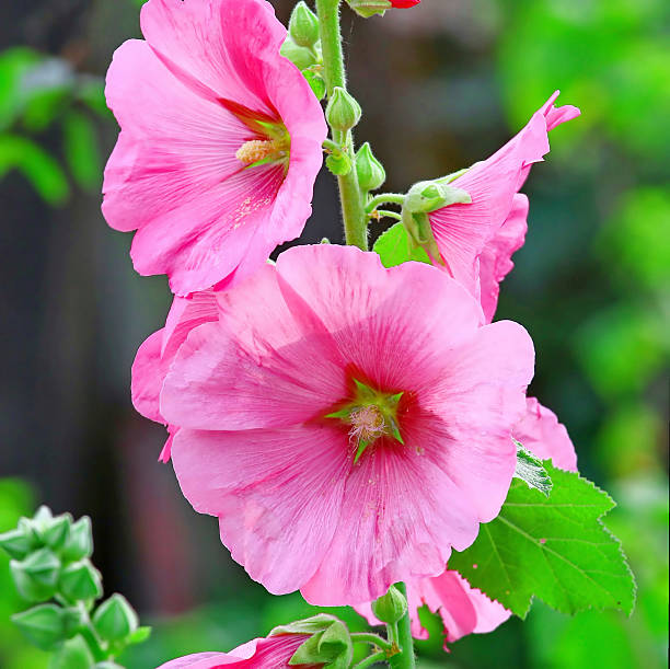 malva-rosa silvestris. mallows - morgan rose imagens e fotografias de stock