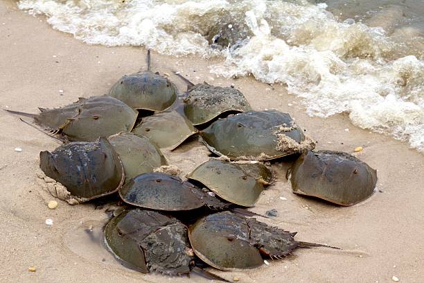 limulidae deposizione di uova di pesce sulla spiaggia. - granchio reale foto e immagini stock