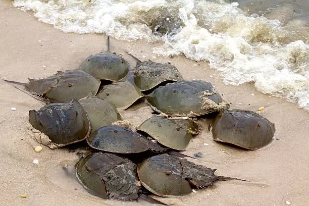 Scores of horseshoe crabs wash ashore Delaware Estuary beaches each spring to spawn.  Their eggs are a vital food source for migrating shorebirds.