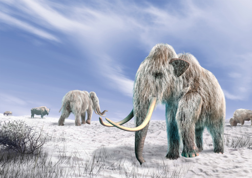 Two mammoth in a field covered with snow, with some bushes and a few bisons. Blue sky with clouds at the background.