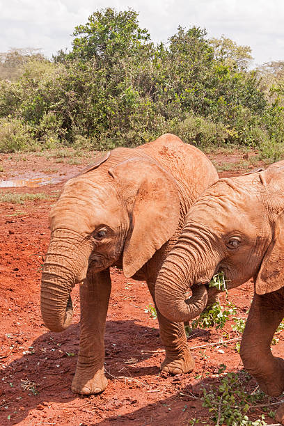 istock Two baby elephants stand against bush background 178028450