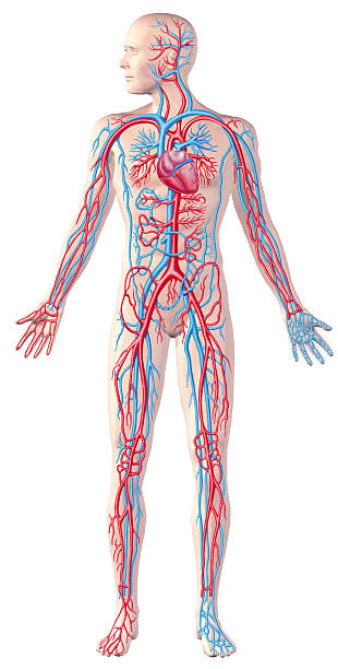 istock Human circulatory system, full figure, cutaway anatomy illustration. 178028550