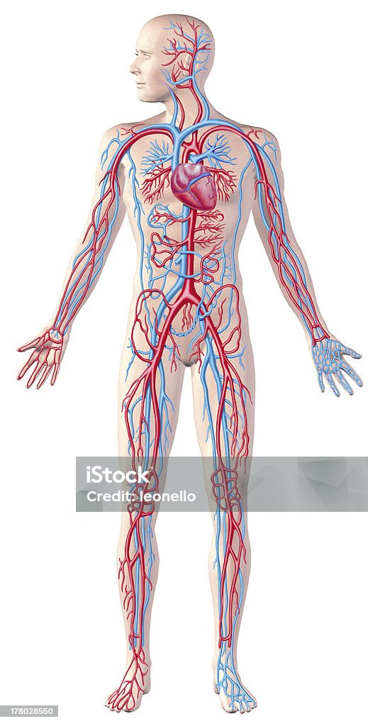 Human circulatory system, full figure, cutaway anatomy illustration. Human circulatory system, full figure, cutaway anatomy illustration, with clipping path included. The Human Body Stock Photo