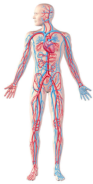 Human circulatory system, full figure, cutaway anatomy illustration. Human circulatory system, full figure, cutaway anatomy illustration, with clipping path included. cardiovascular system stock pictures, royalty-free photos & images