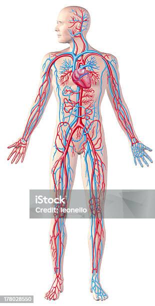 Human Circulatory System Full Figure Cutaway Anatomy Illustration Stock Photo - Download Image Now