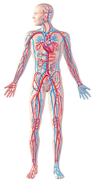 в области сердечно-сосудистой системы, полный рисунок с разрезом анатомия иллюстрация. - human cardiovascular system blood flow human vein body стоковые фото и изображения