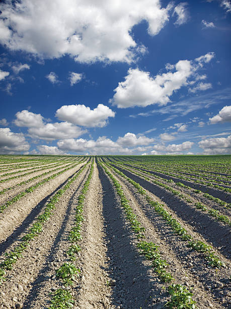 istock field of potatoes and the sky in spring 178028740