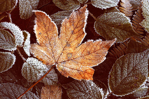 istock Winter frost on leaves 178029422