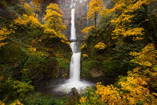 Multnomah Falls waterfall landscape surrounded by peak autumn foliage, Columbia River Gorge, Oregon