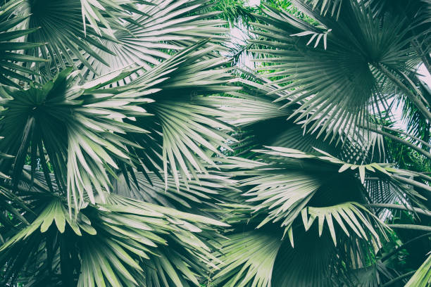 istock leaves of a borassus palmyra palm tree 1780298975