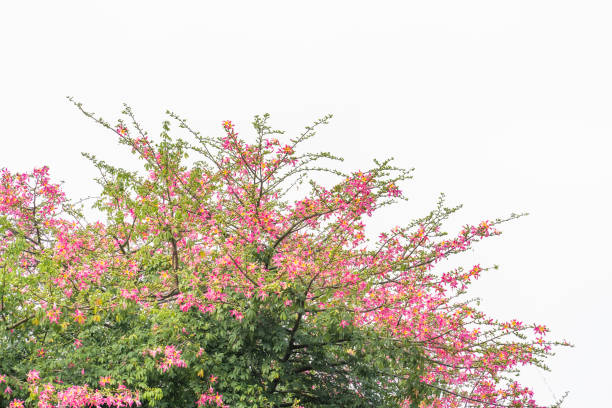 pink silk floss tree flower isolated on blue sky background