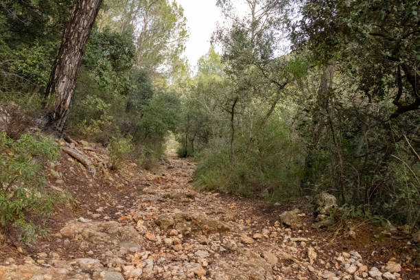 istock hiking trail in the mountains 1780302170