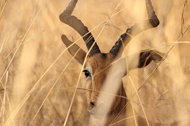 Male impala antelope (Aepyceros melampus),Kruger National Park, South Africa stock photo