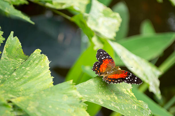 istock Scarlet Peacock or Anartia amathea 178030641