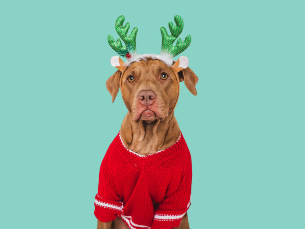 istock Merry Christmas. Lovable dog and Christmas decorations 1780306795