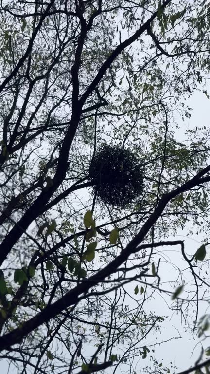 Mistletoe on the Tree, Strong Wind