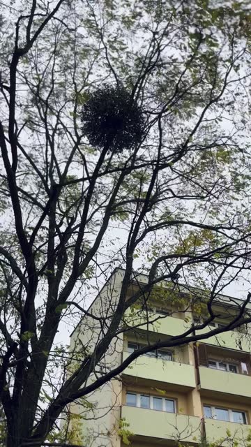 Mistletoe on the Tree, Strong Wind