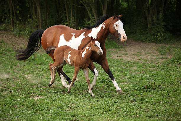 istock Paint horse mare with adorable foal on pasturage 178030922