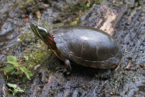 istock Male Eastern Painted Turtle on wet log closeup 1780309553