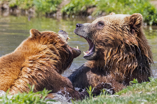 Closeup of kodiak brown bears play fighting in water