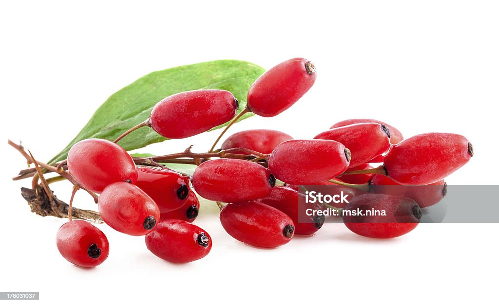 Barberry - Lizenzfrei Berberitzengewächs Stock-Foto