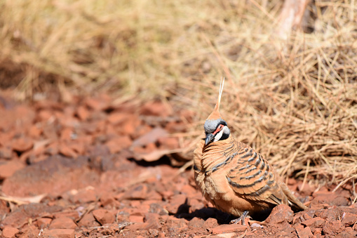 The spinifex pigeon occurs throughout much of arid and semiarid northern and central Australia. It lives in arid and semi-arid stony habitats on rocky hills and mountainous terrain, gorges, dry rocky creek beds and nearby gibber plains. It occupies environments which often experience extreme heat during the day, extreme cold during the night, high seasonal fluctuations in rainfall, and extended periods of severe drought.