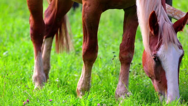A Horse is Actively Foraging in the Meadow - Close Up