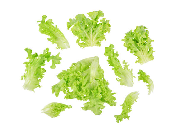 istock Fresh organic green lettuce isolated on white 1780317979
