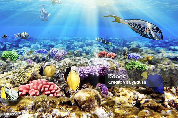 산호색 및 고기잡이 레드 Seaegypt 0명에 대한 스톡 사진 및 기타 이미지 - 0명, 군체, 다양