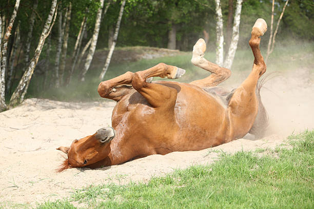 istock Chestnut horse rolling in the sand 178031998
