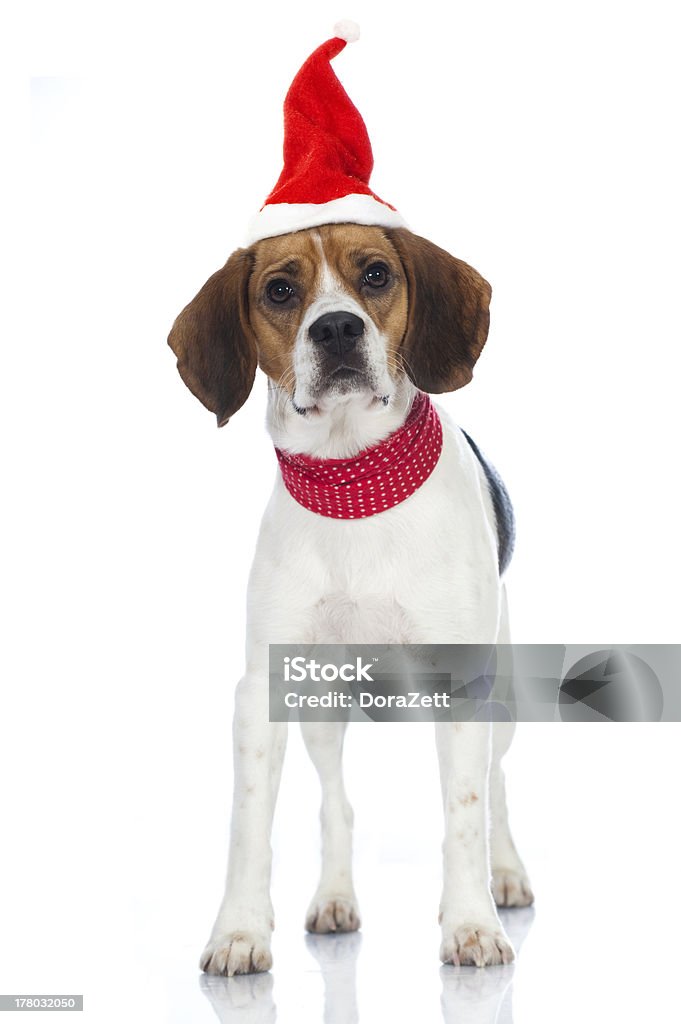 Standing beagle dog Standing beagle dog isolated on white with santa claus hat Animal Stock Photo