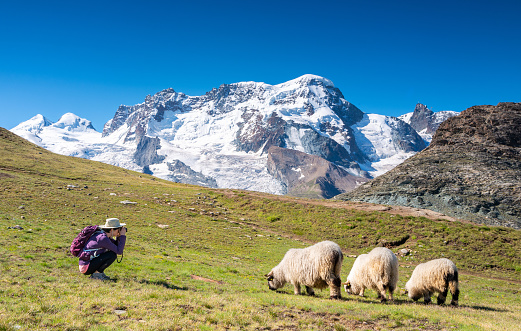 Senior woman hiker photographing a flock of Valais blacknose sheep with the Swiss glaciers in the background Switzerland