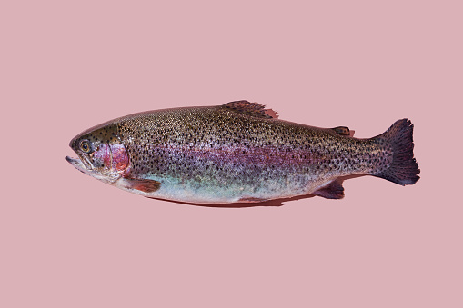 Horizontal shot of raw rainbow trout closeup isolated on pink background.