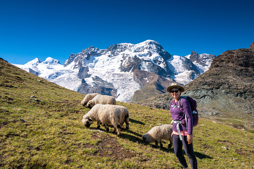 Senior woman hiker with a flock of Valais blacknose sheep in Zermatt, Switzerland