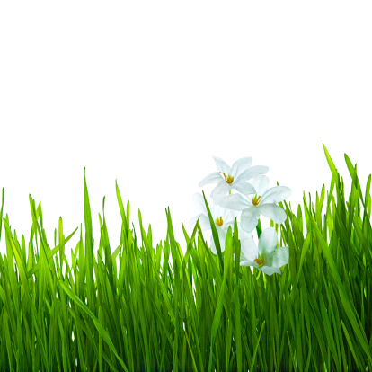 Beautiful white daisy with yellow centre in green grass on pure white background.