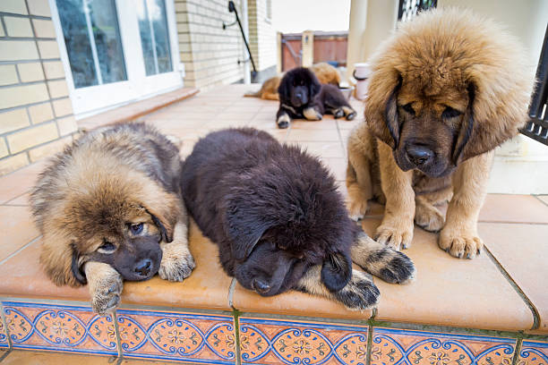 Tibetan Mastiff Puppies Stock Photo - Download Image Now - Alertness, Animal, Animal Hair - iStock Tibetan Mastiff Puppies Stock Photo - Download Image Now - Alertness, Animal, Animal Hair - iStock
