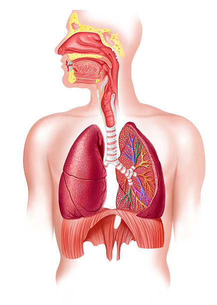 Human full respiratory system cross section stock photo