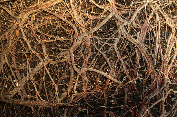 istock Roots of a flower 178032729